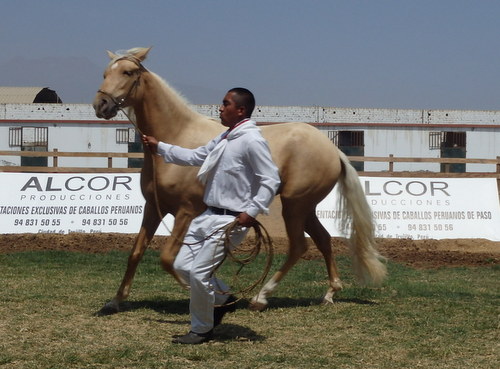 Peruvian Step Horse Show.